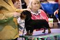 Crufts2011_2 490